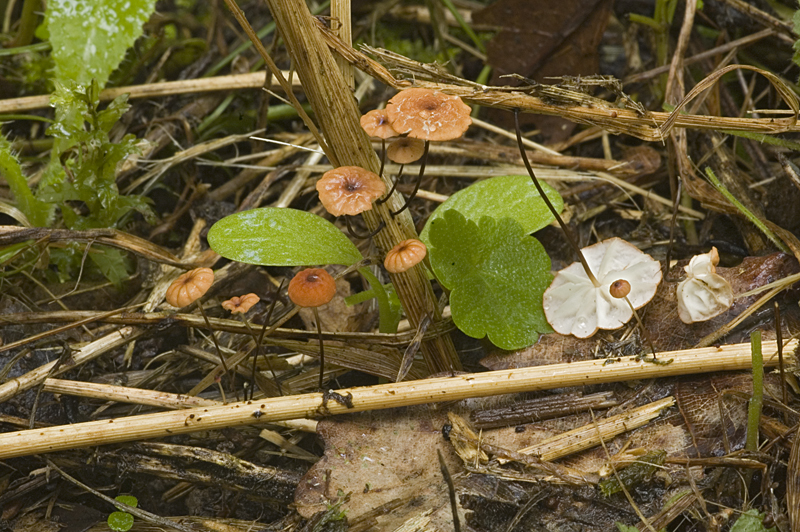 Marasmius curreyi (door Nico Dam)