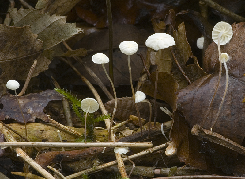 Marasmius epiphyllus (door Nico Dam)