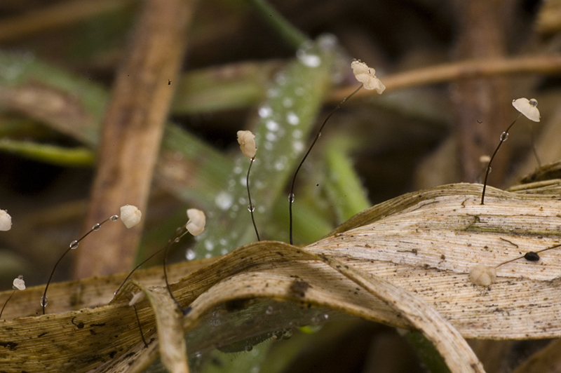 Marasmius limosus (door Nico Dam)