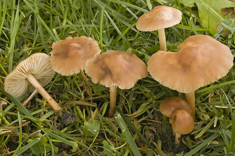 Marasmius oreades (door Nico Dam)