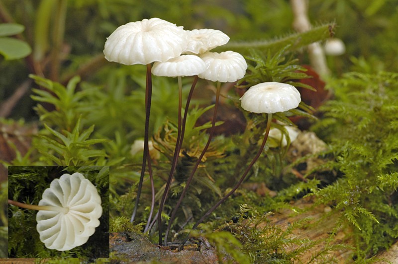 Marasmius rotula (door Nico Dam)