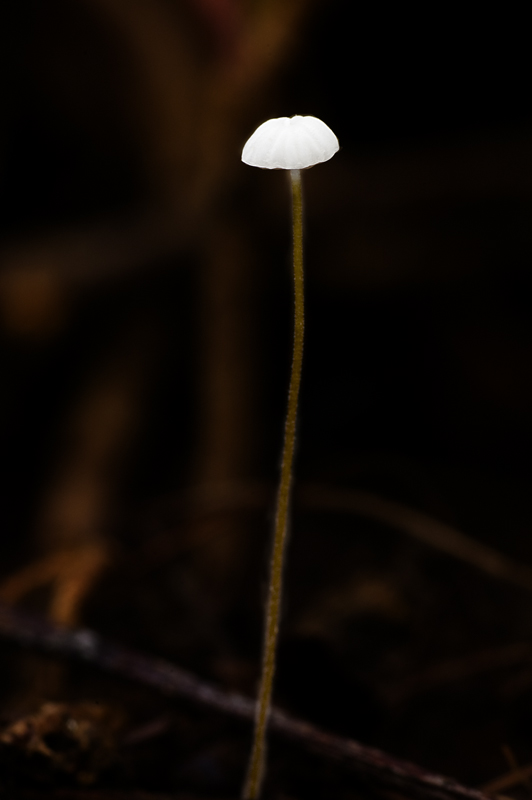 Marasmius setosus (door Nico Dam)