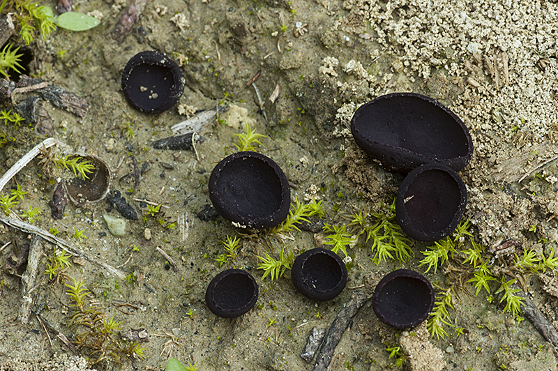 Smardaea planchonis (door Nico Dam)