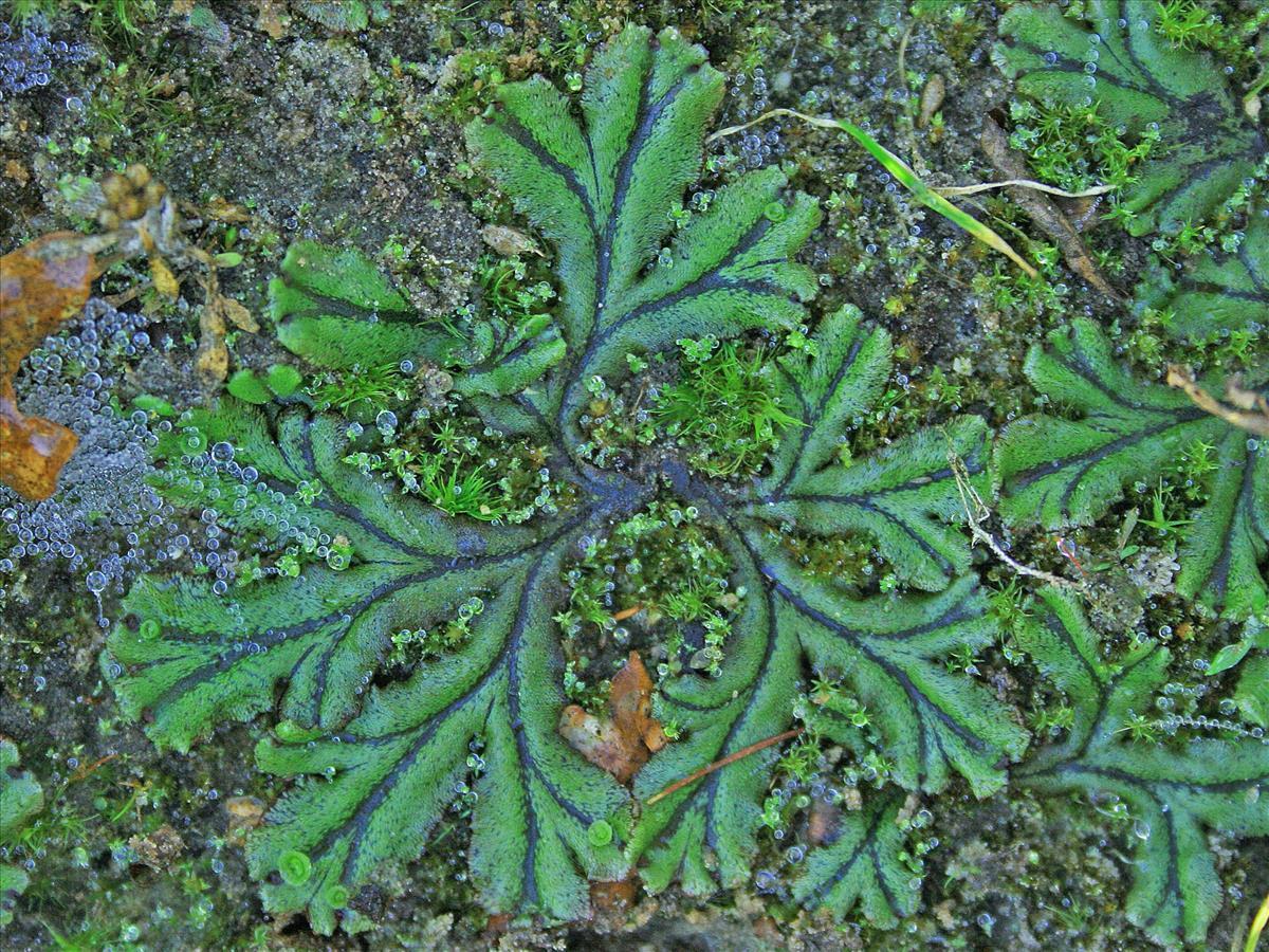 Marchantia polymorpha subsp. polymorpha (door Jan Kersten)