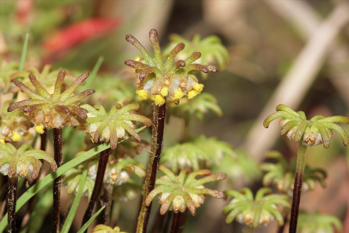 Marchantia polymorpha (door Jan Kersten)