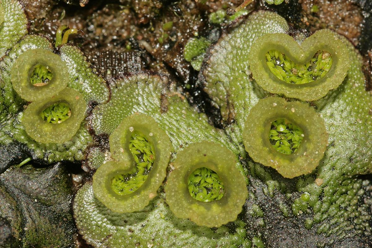 Marchantia polymorpha (door Jan Kersten)