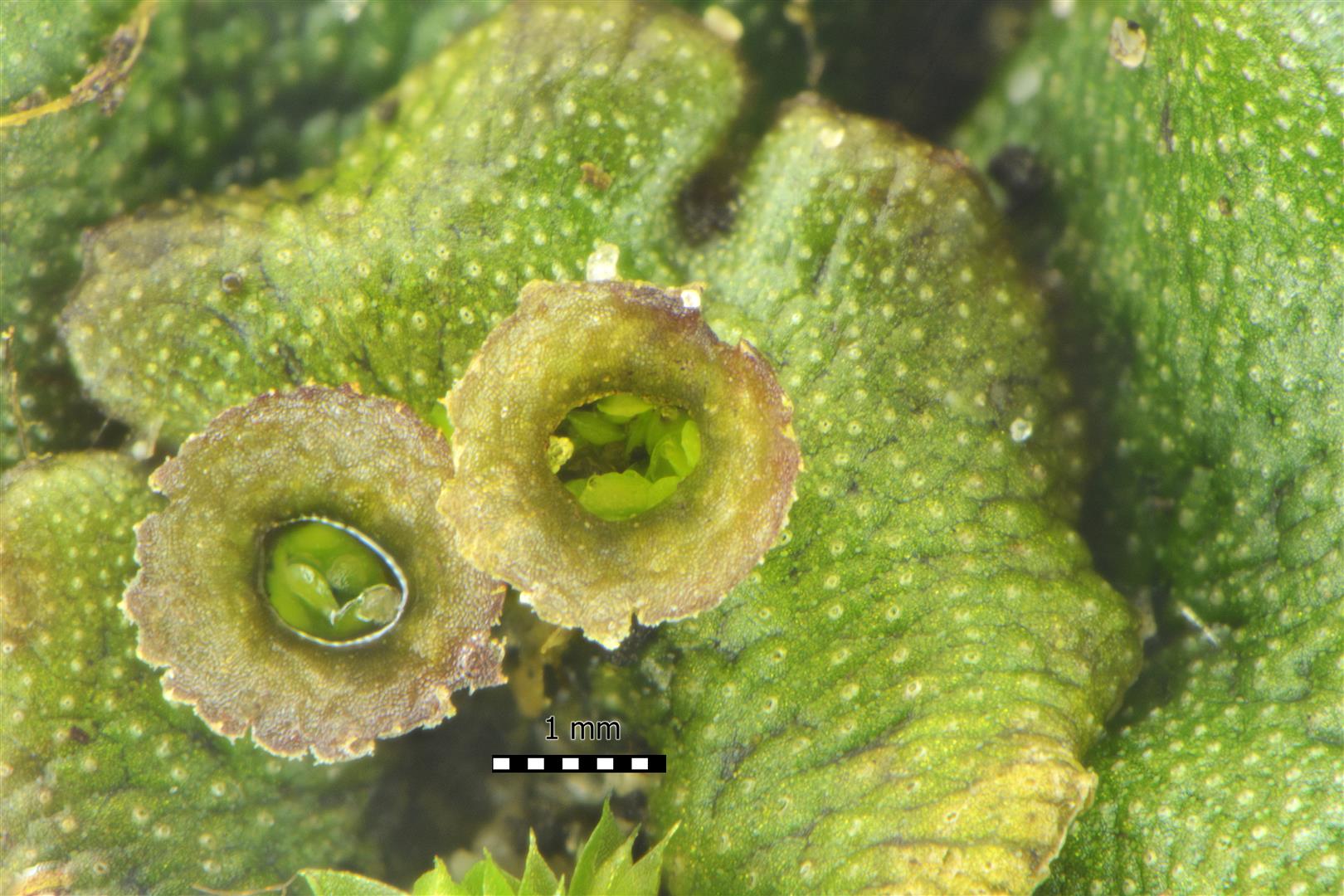 Marchantia polymorpha (door Laurens van Run)