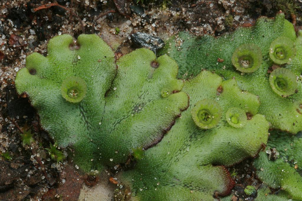 Marchantia polymorpha (door Jan Kersten)