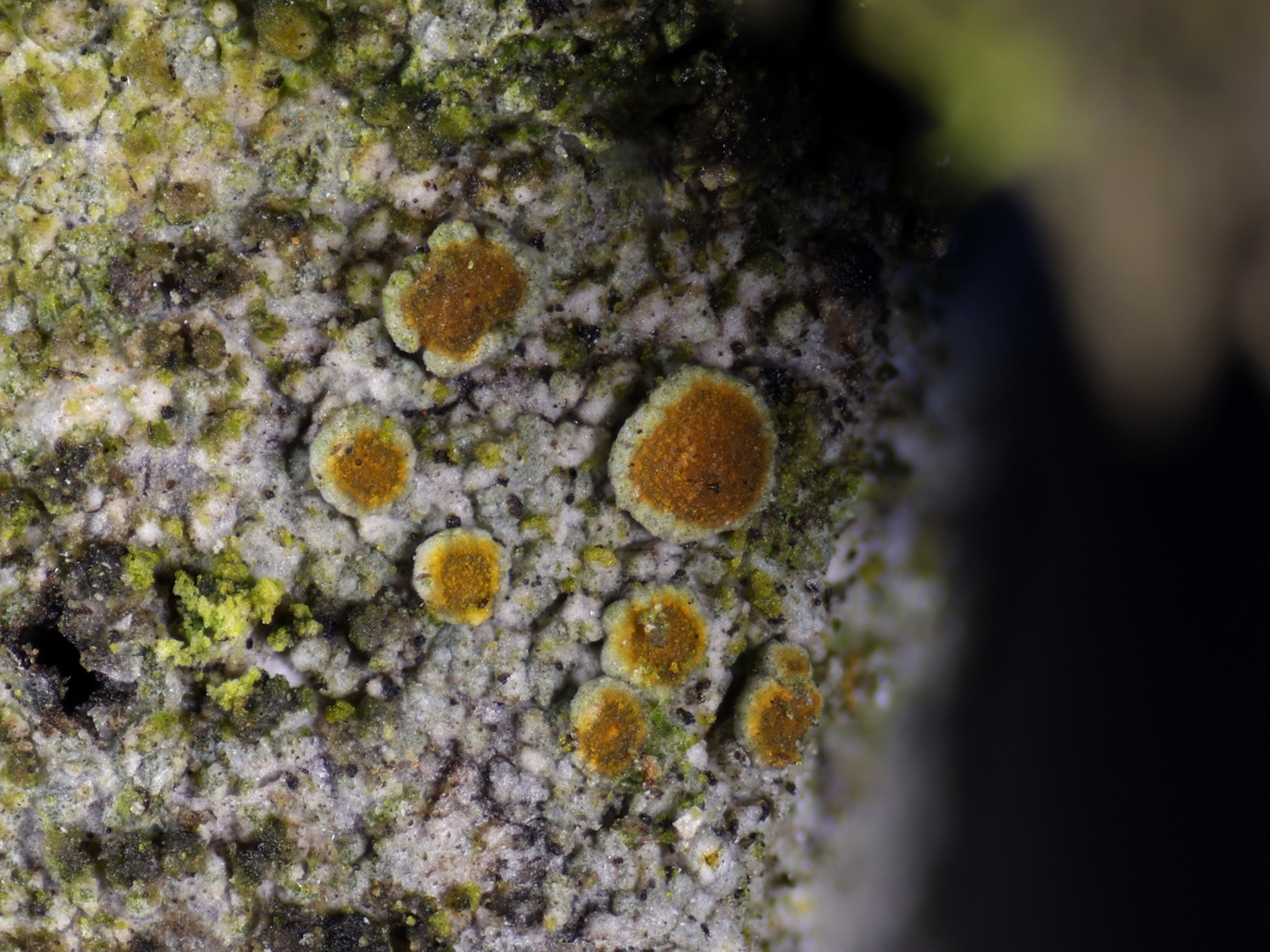 Marchantiana asserigena (door Henk-Jan van der Kolk)