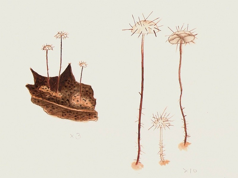 Marasmius hudsonii (door Eef Arnolds)