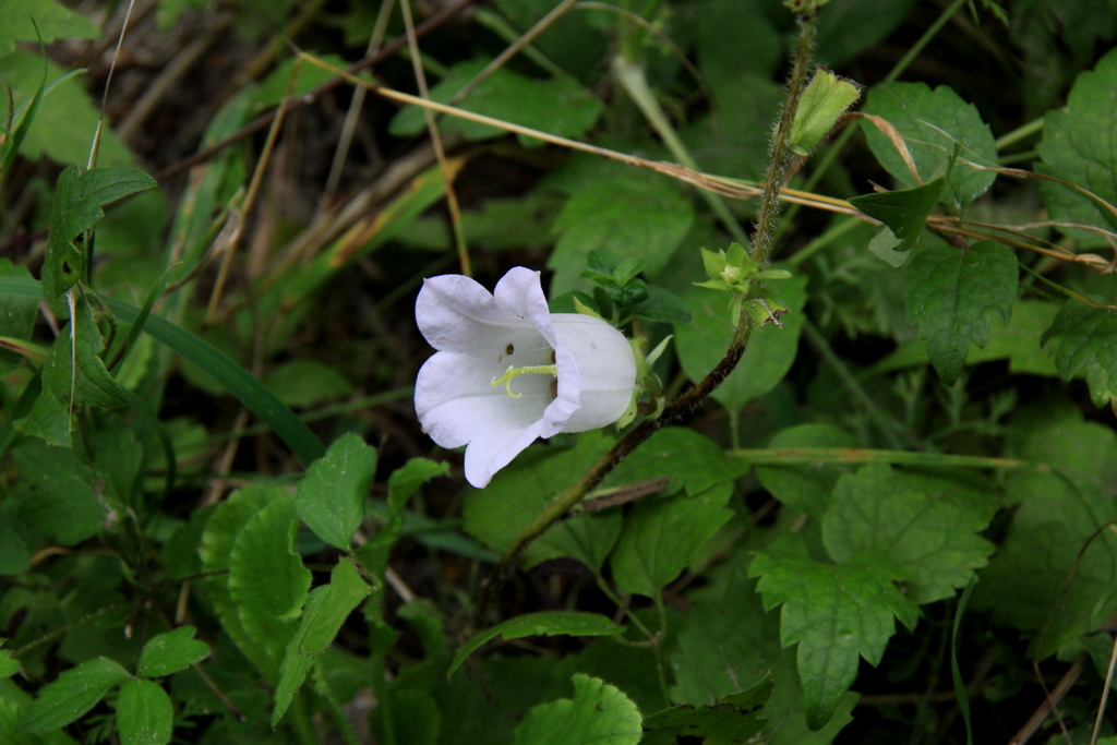 Campanula medium (door Peter Meininger)