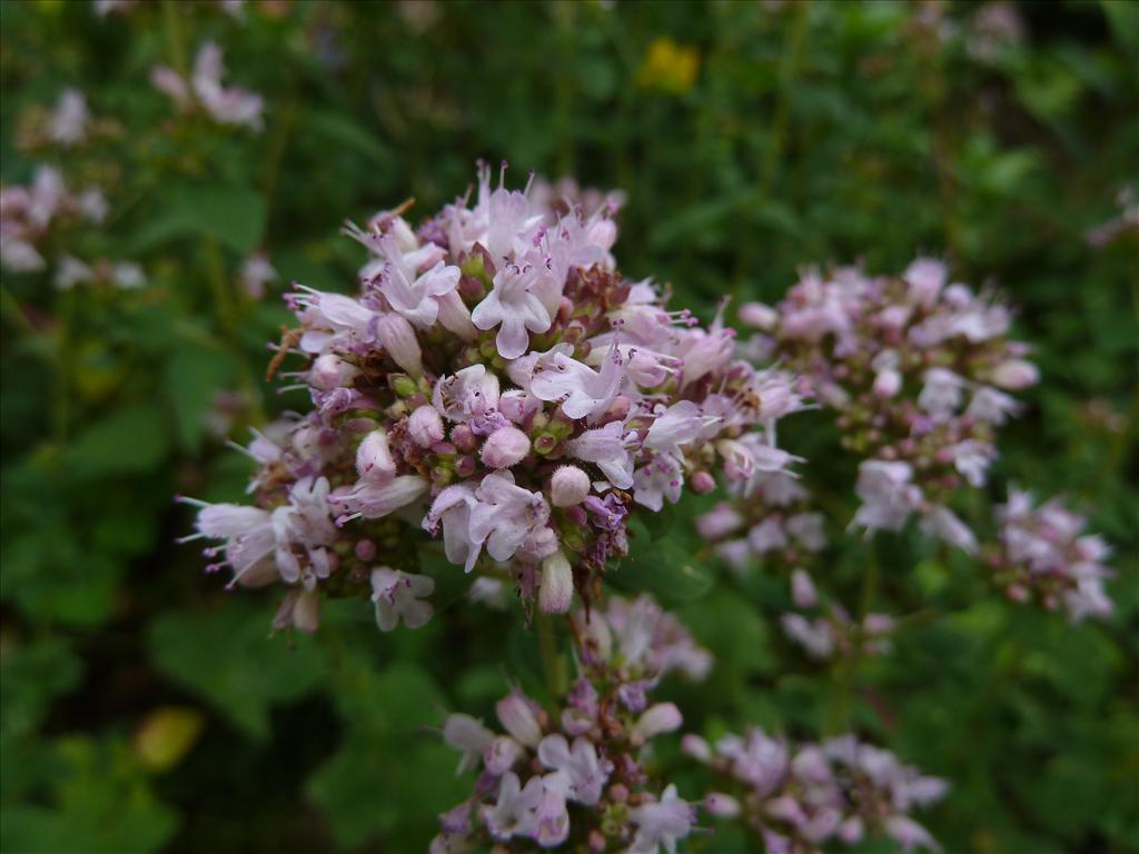 Origanum vulgare (door Marian Baars)