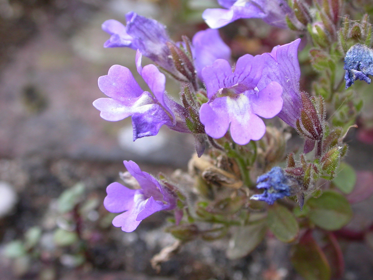 Chaenorhinum origanifolium (door Peter Meininger)