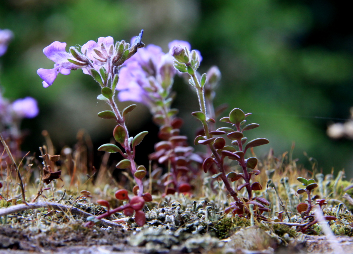 Chaenorhinum origanifolium (door Peter Meininger)