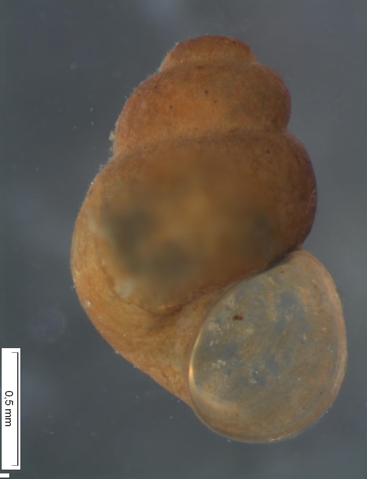 Marstoniopsis insubrica (door David Tempelman)