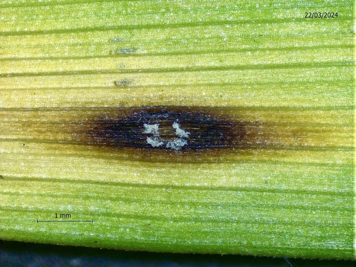 Mastigosporium album (door Eduard Osieck)