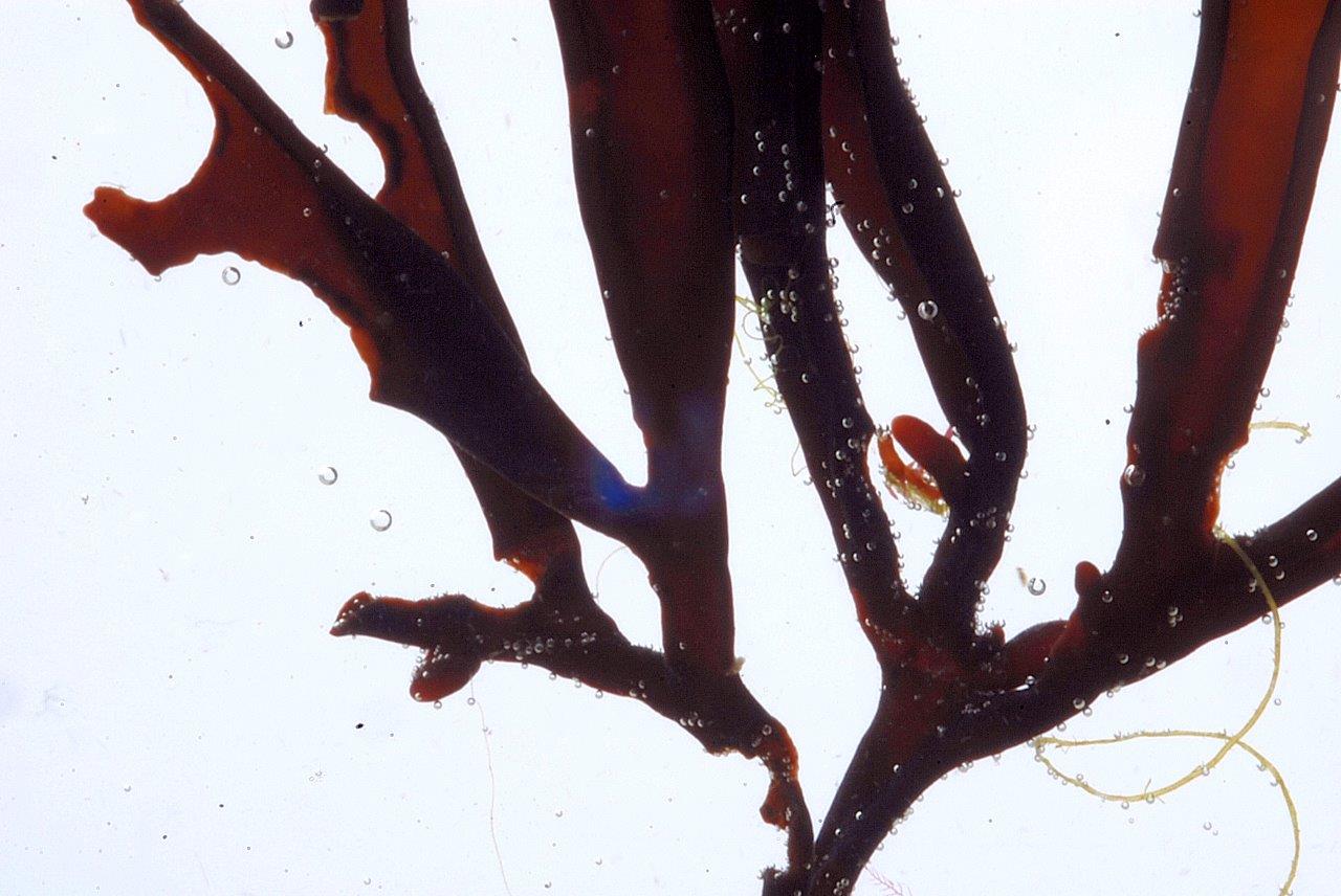 Mastocarpus stellatus (door Mart Karremans)