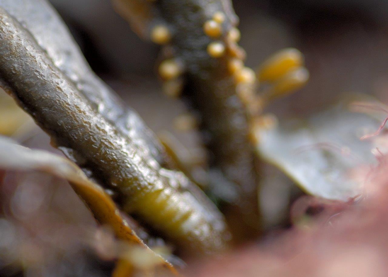 Mastocarpus stellatus (door Mart Karremans)