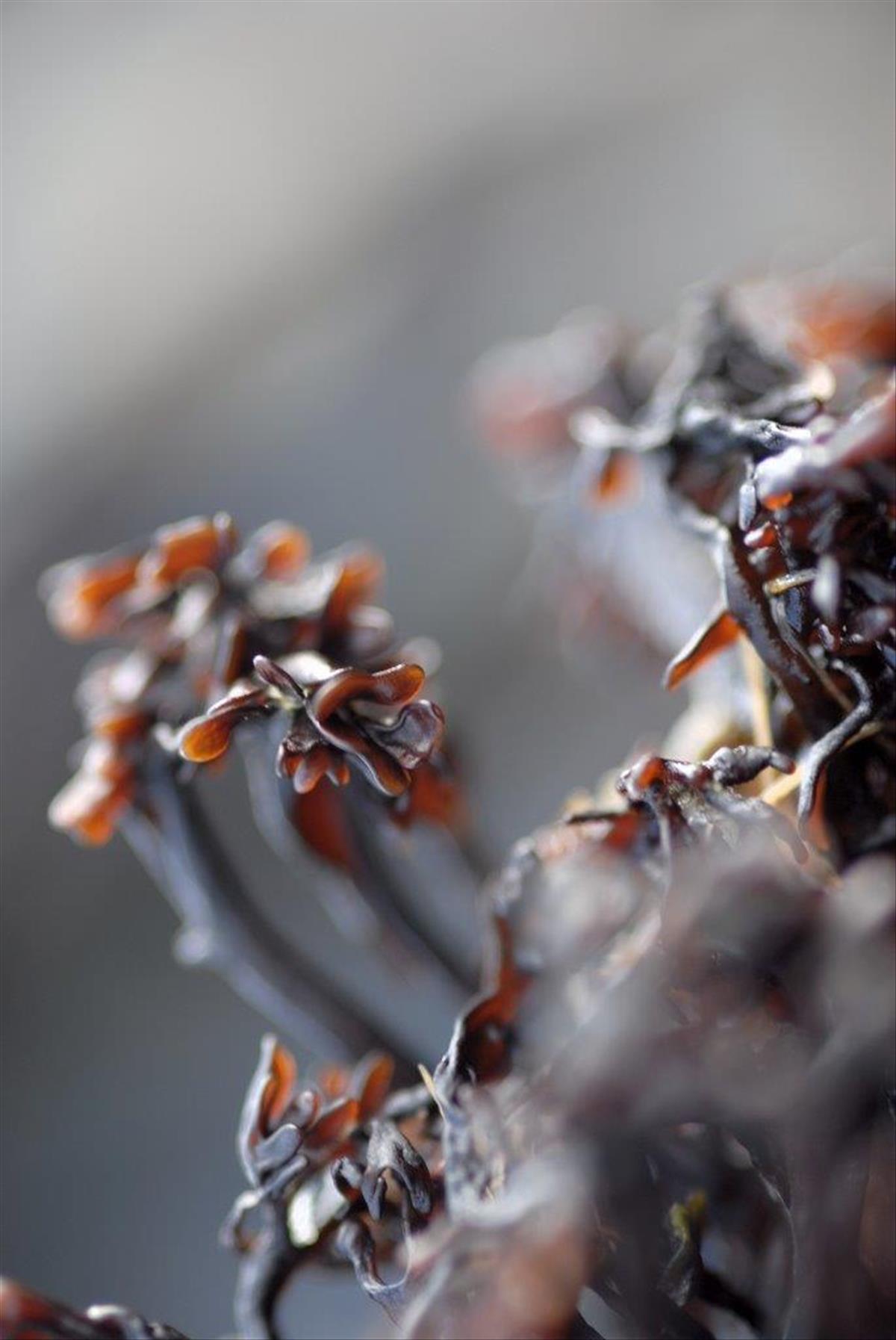 Mastocarpus stellatus (door Mart Karremans)