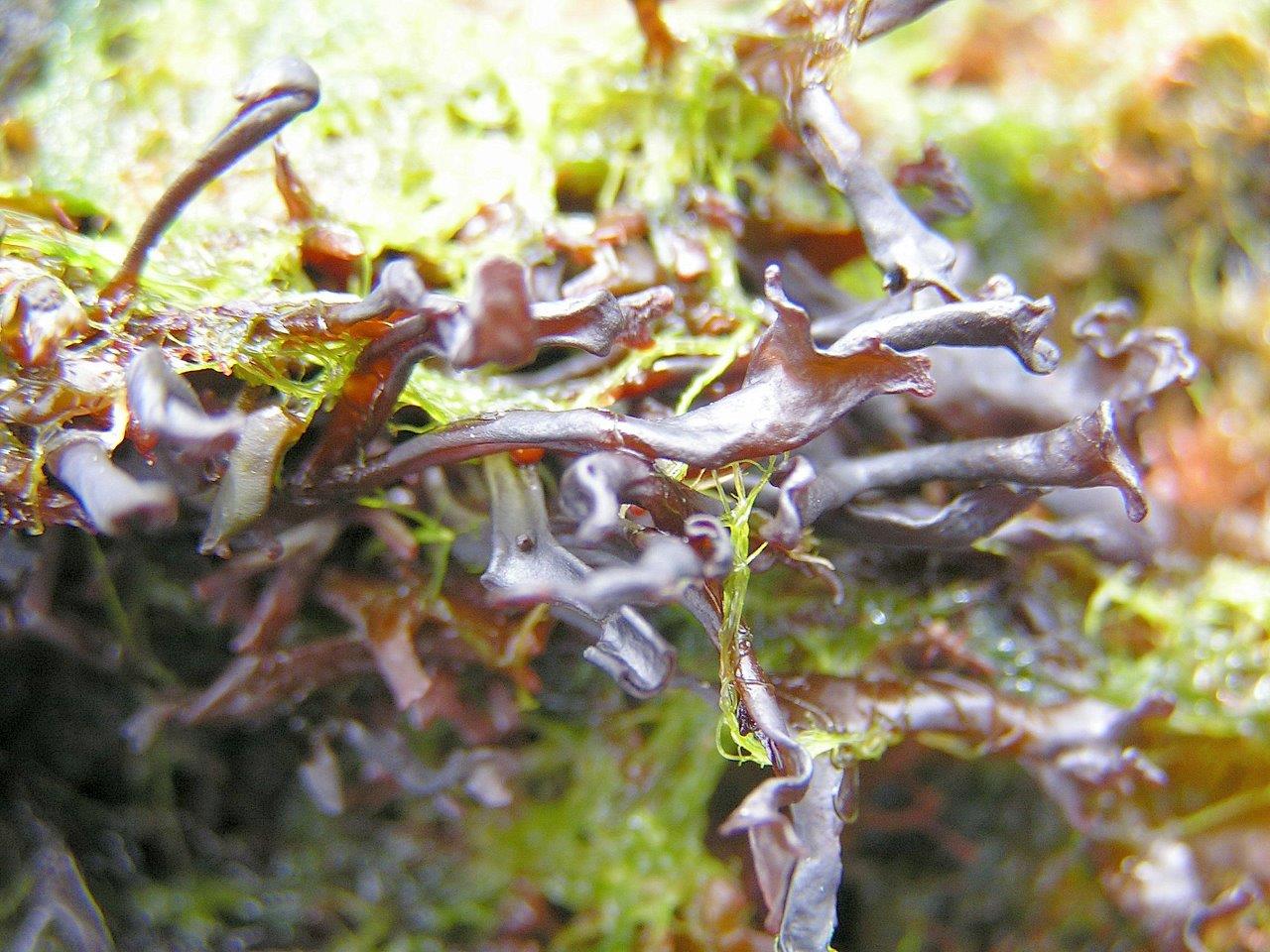 Mastocarpus stellatus (door Mart Karremans)