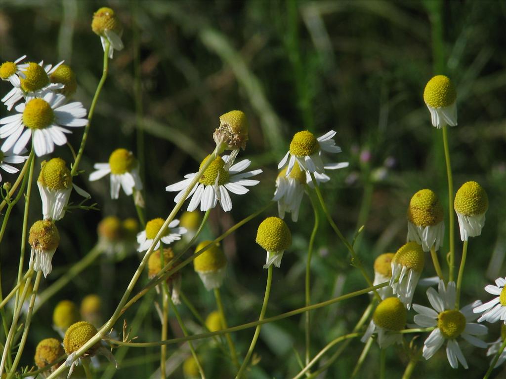 Matricaria chamomilla (door Pieter Stolwijk)