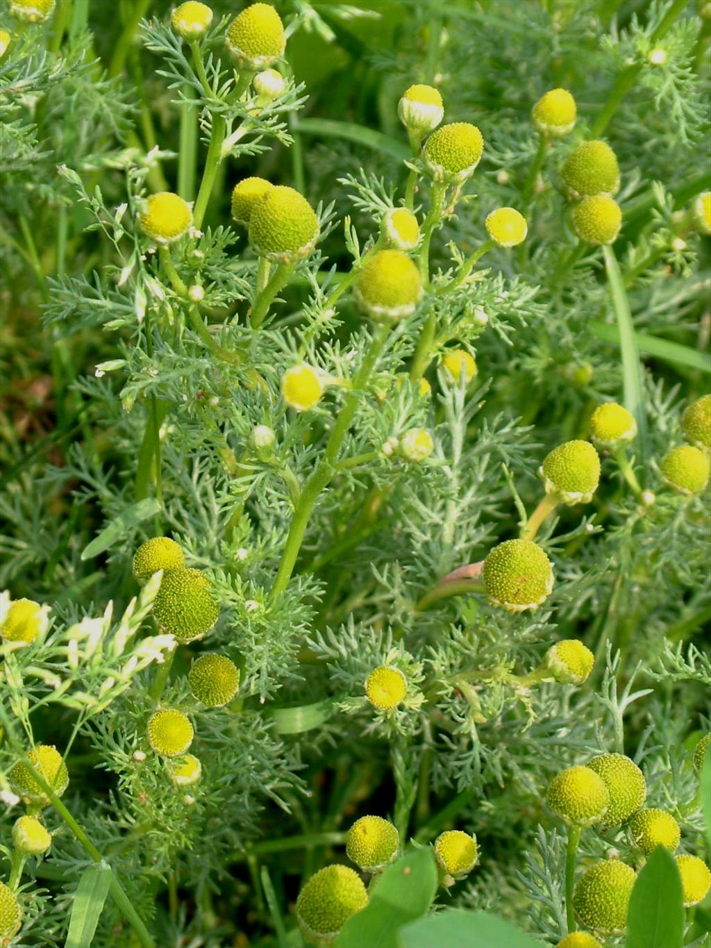 Matricaria discoidea (door Adrie van Heerden)