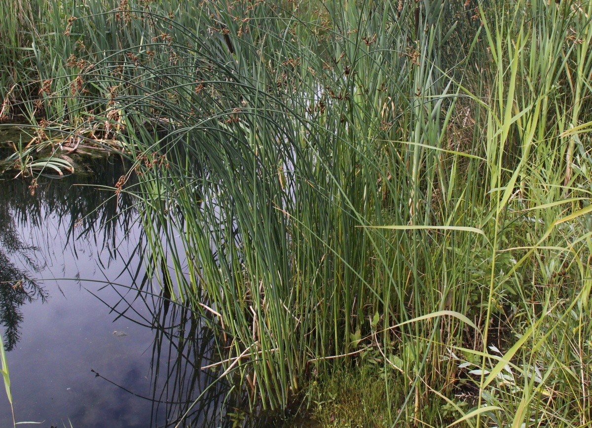 Schoenoplectus lacustris (door Peter Meininger)