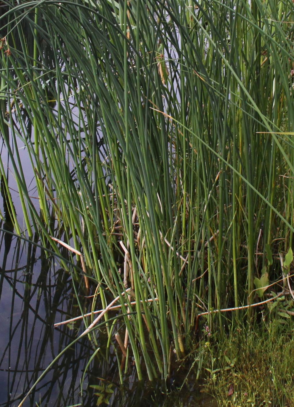 Schoenoplectus lacustris (door Peter Meininger)