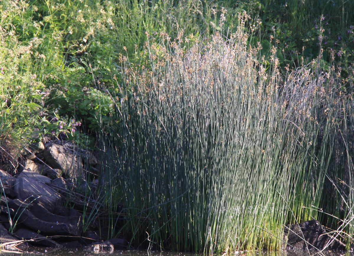 Schoenoplectus lacustris (door Peter Meininger)