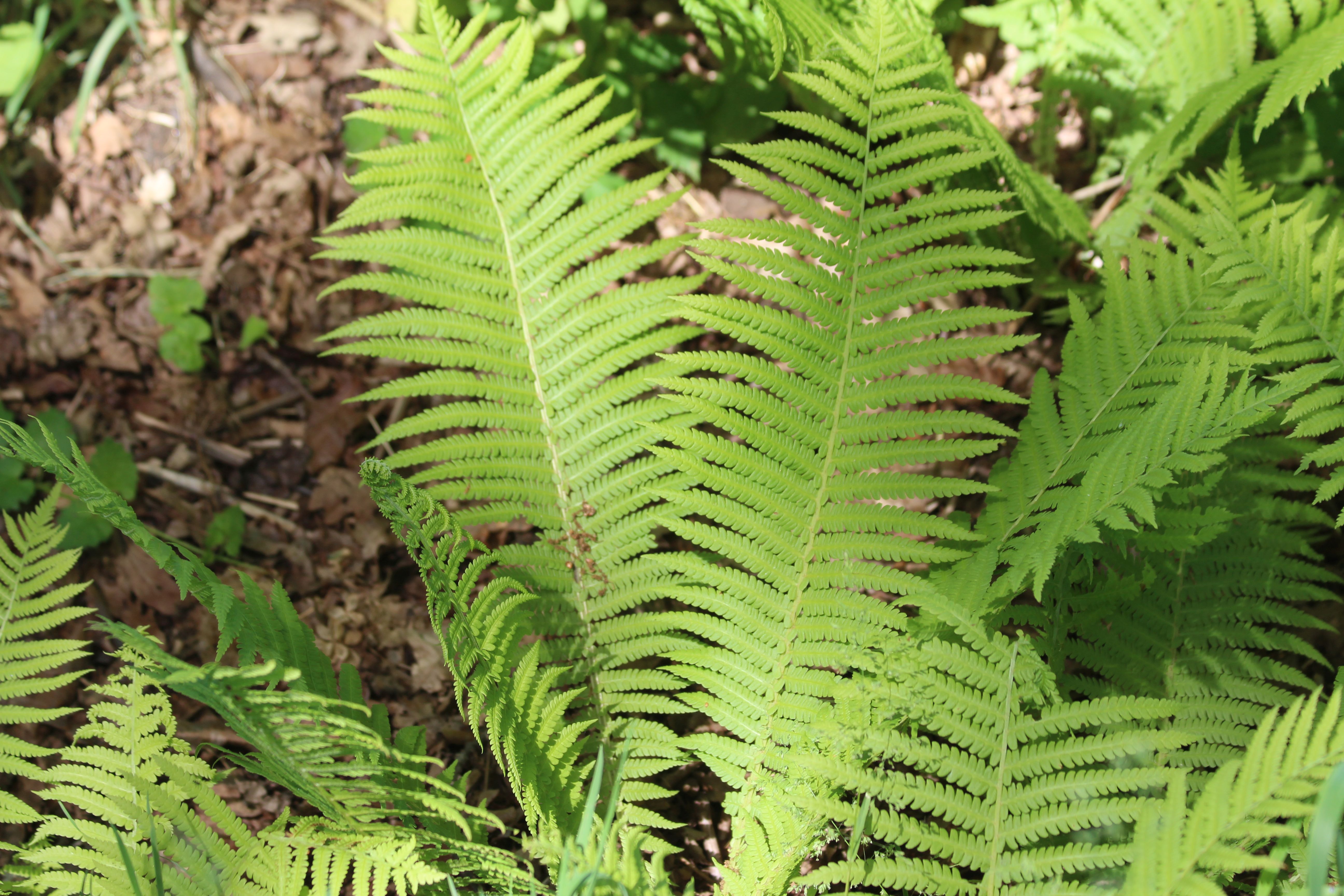 Matteuccia struthiopteris (door Pieter Stolwijk)