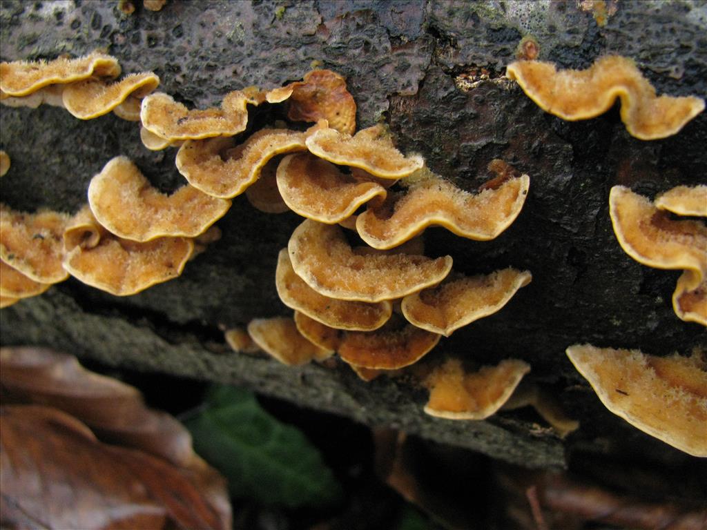 Stereum hirsutum (door J.L.J. Wolfs)