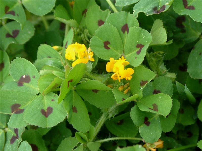 Medicago arabica (door Adrie van Heerden)