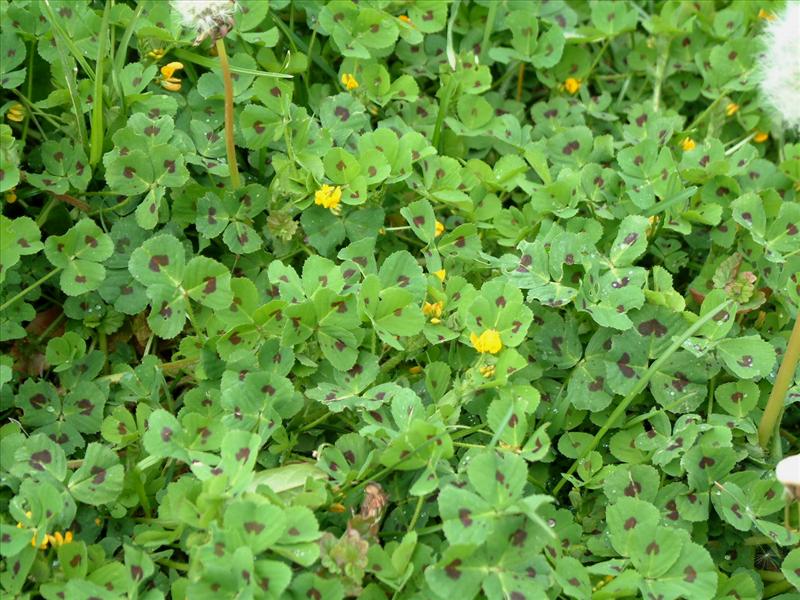 Medicago arabica (door Adrie van Heerden)