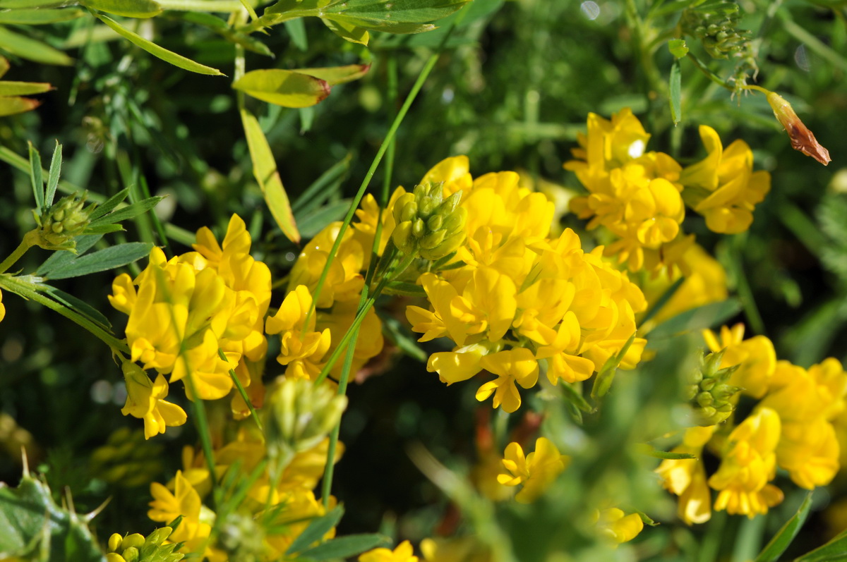 Medicago falcata (door Hans Toetenel)