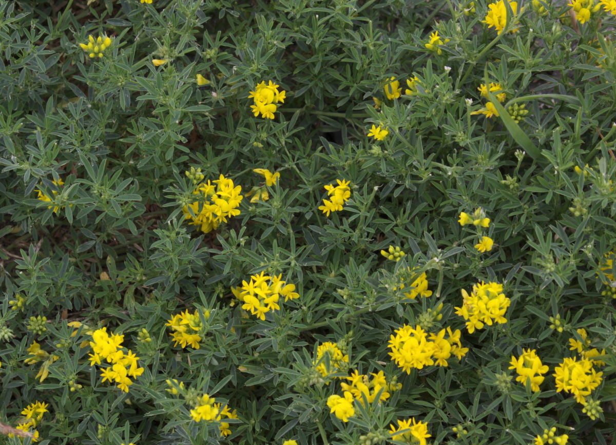 Medicago falcata (door Peter Meininger)