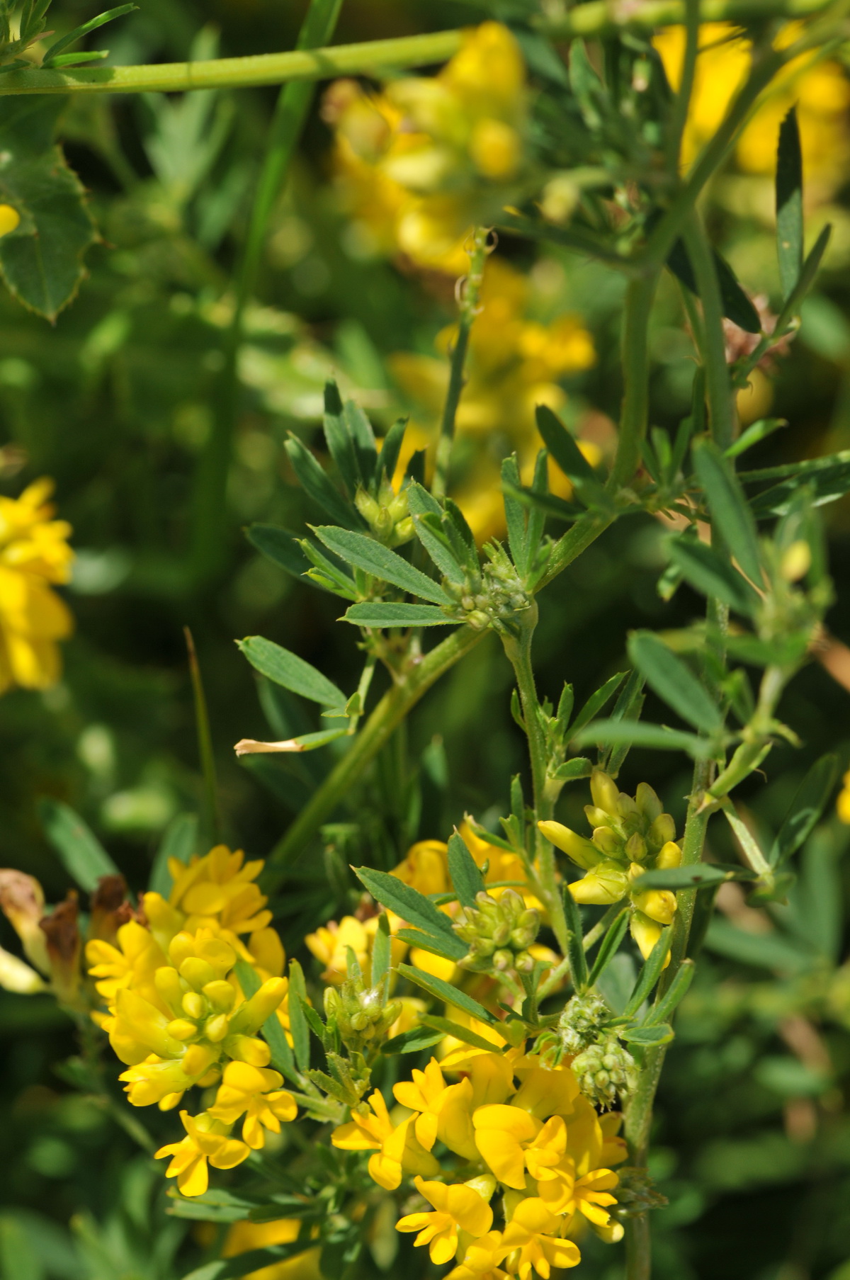 Medicago falcata (door Hans Toetenel)