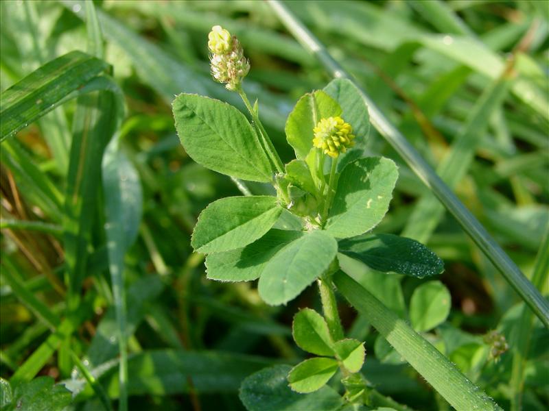 Medicago lupulina (door Adrie van Heerden)