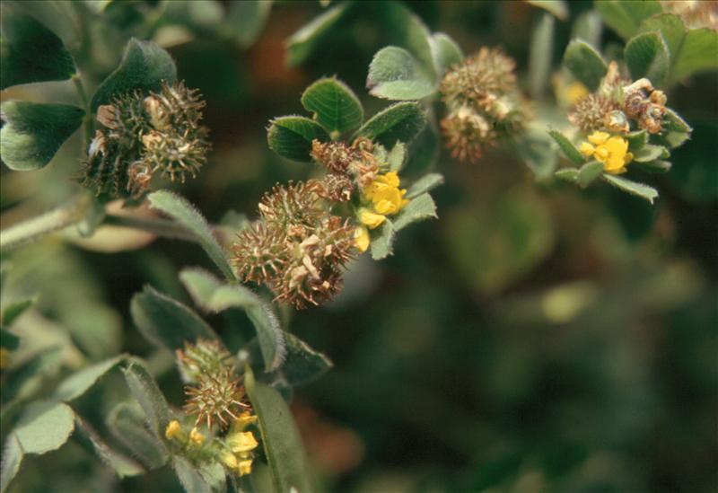 Medicago minima (door Adrie van Heerden)