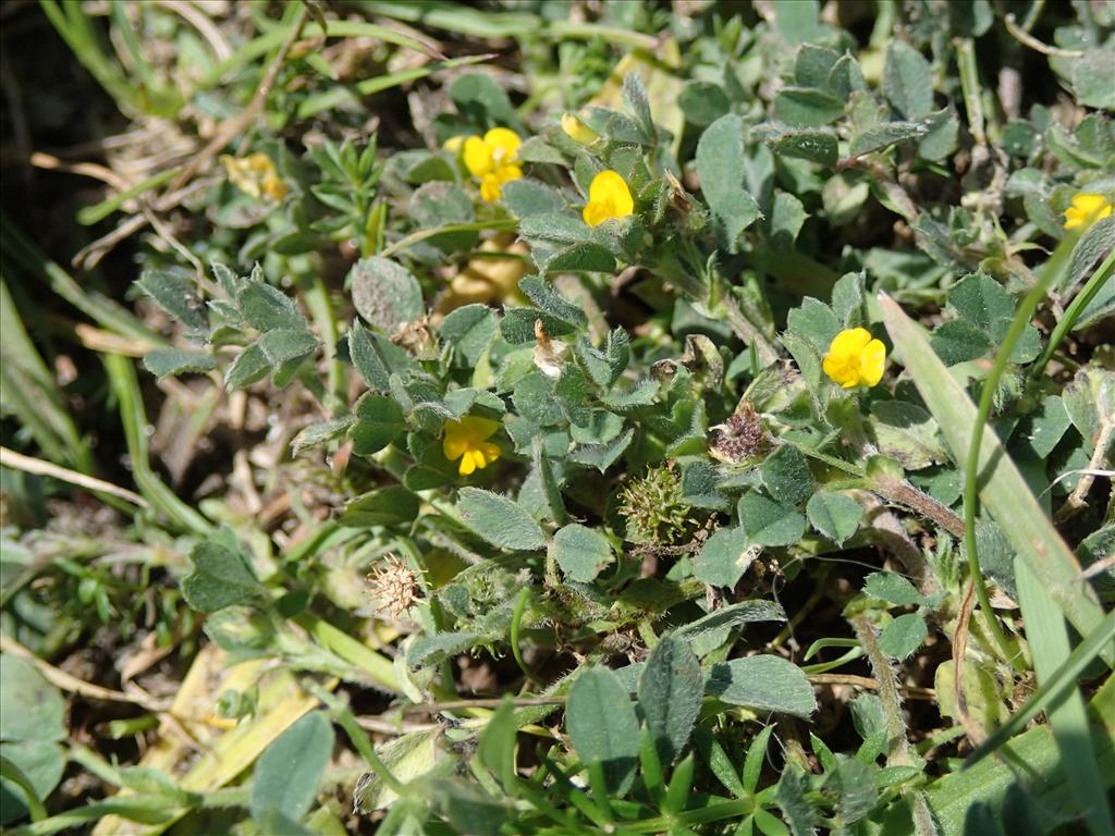 Medicago minima (door Adrie van Heerden)