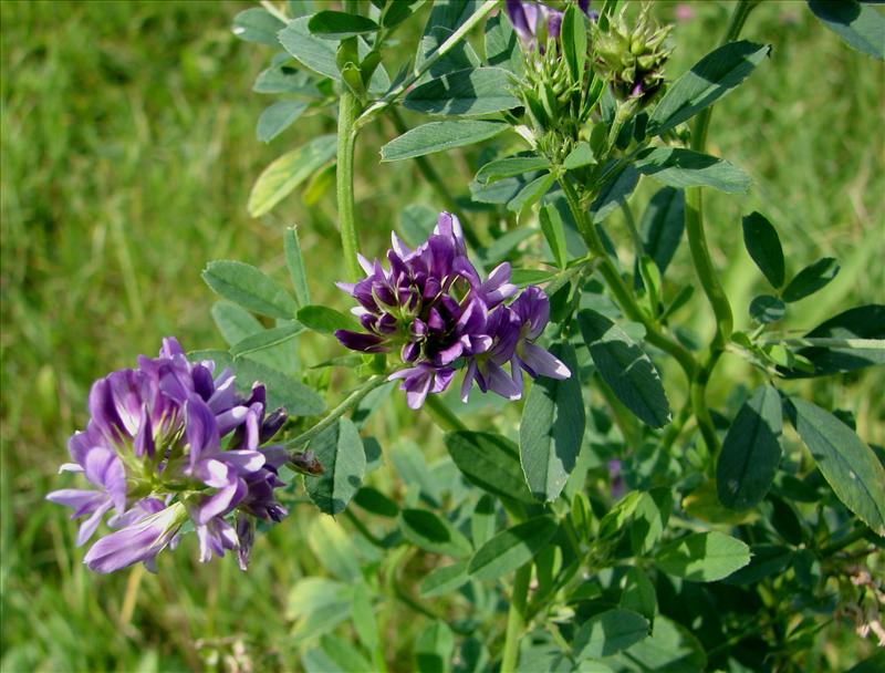 Medicago sativa (door Adrie van Heerden)