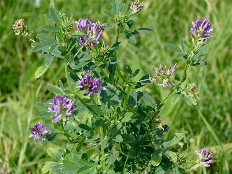 Medicago sativa (door Adrie van Heerden)