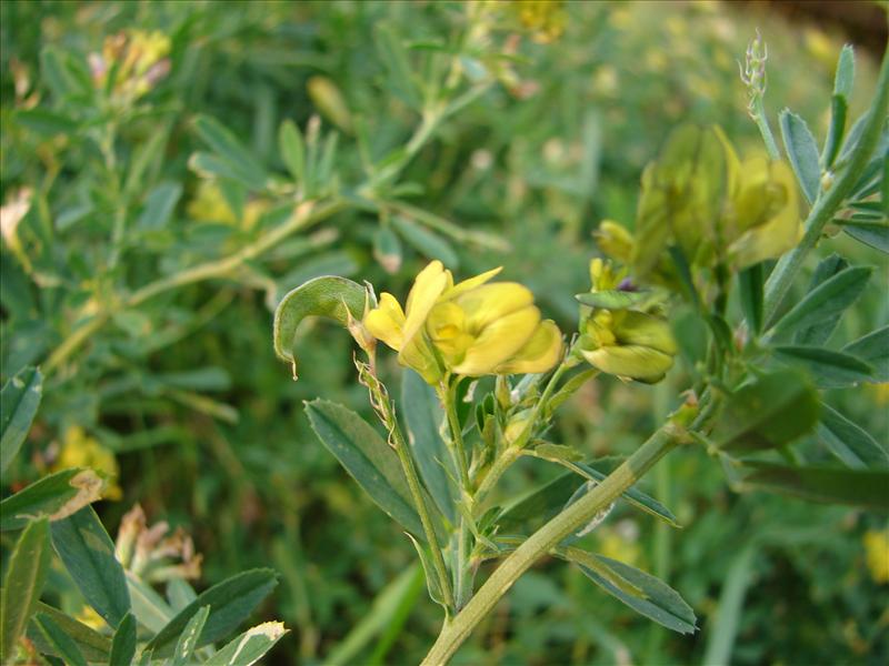 Medicago x varia (door Adrie van Heerden)