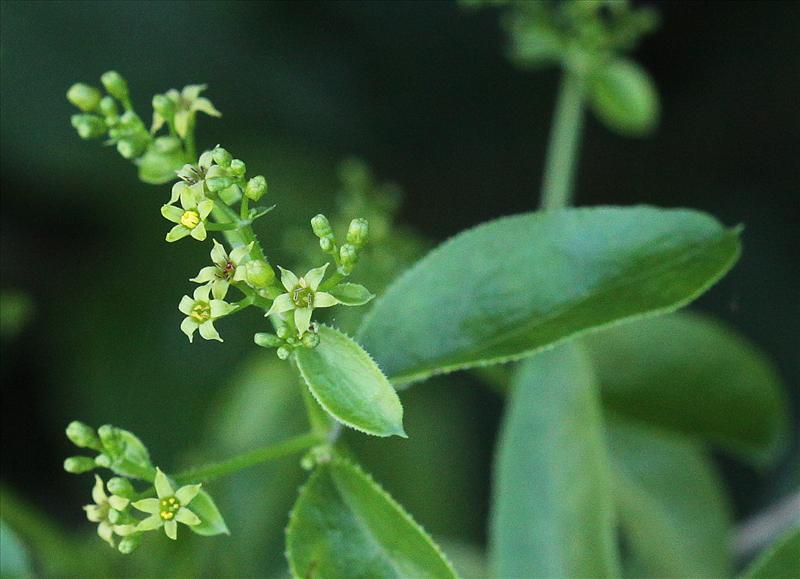 Rubia tinctorum (door Peter Meininger)