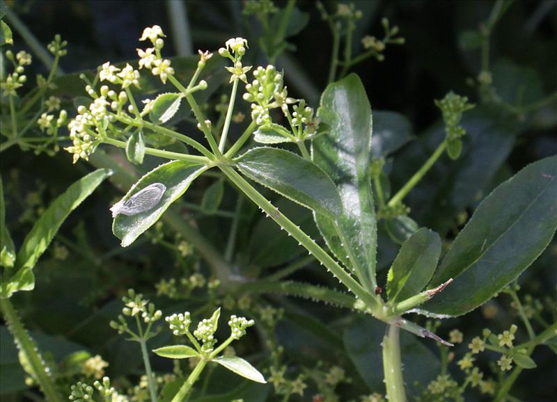 Rubia tinctorum (door Peter Meininger)