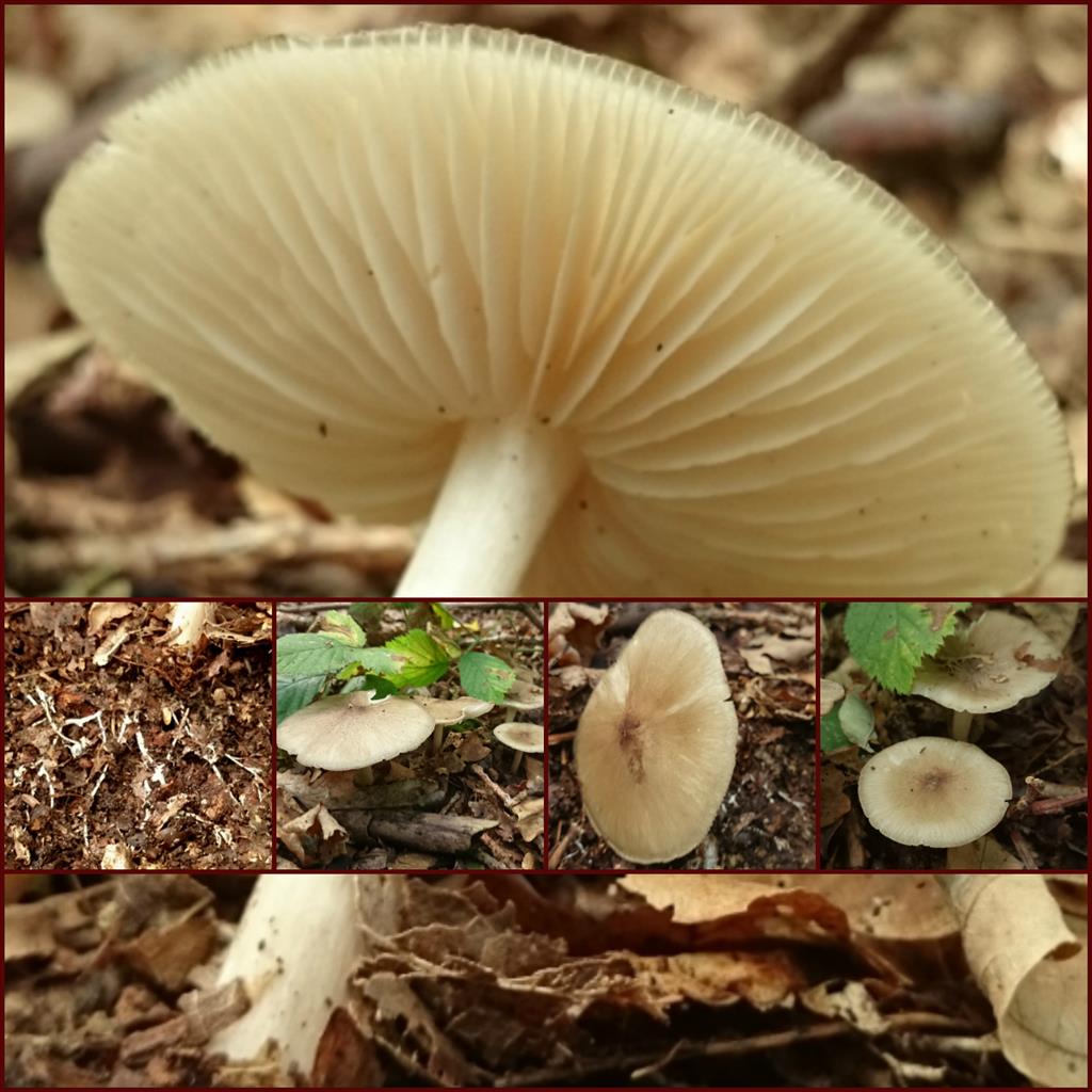 Megacollybia platyphylla (door Michel Beeckman)