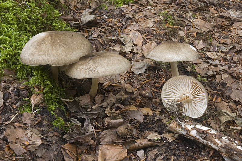 Megacollybia platyphylla (door Nico Dam)