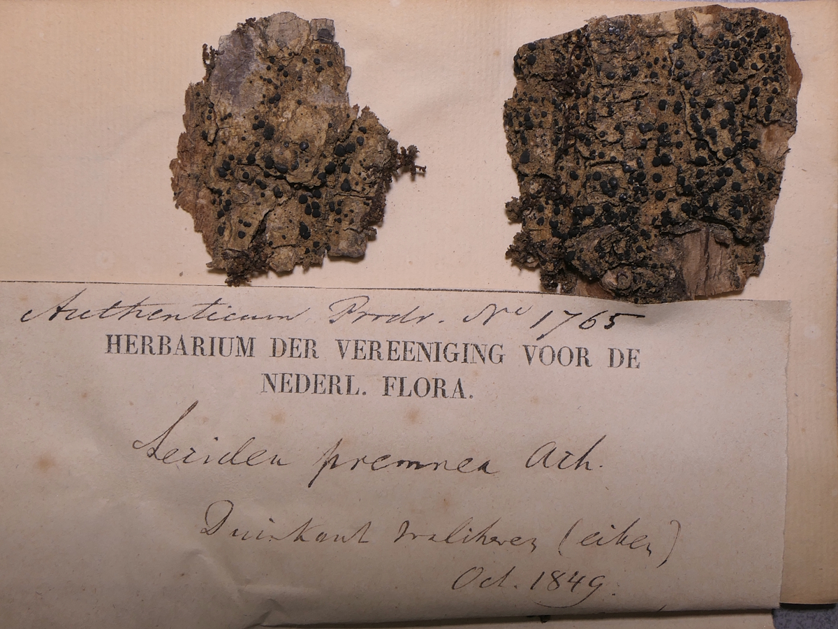 Megalaria grossa (door Henk-Jan van der Kolk)