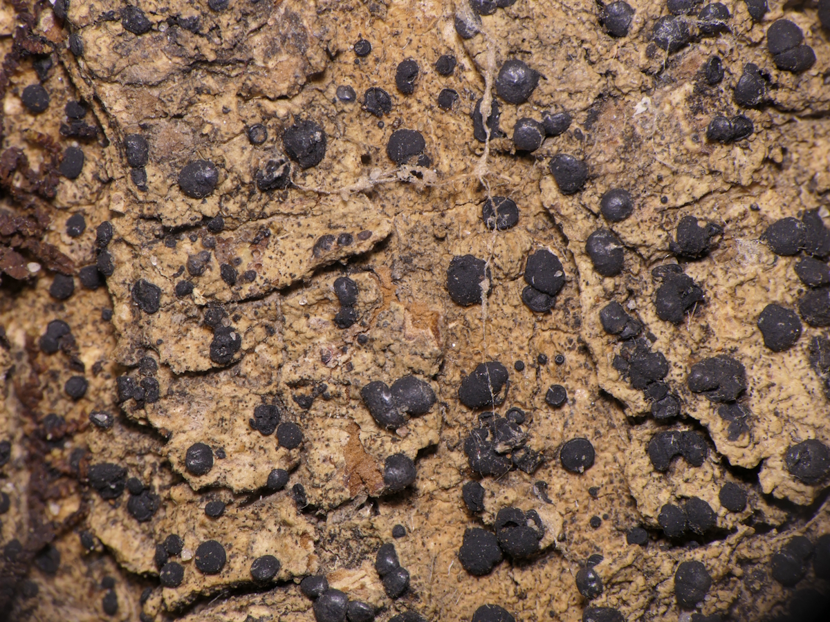 Megalaria grossa (door Henk-Jan van der Kolk)