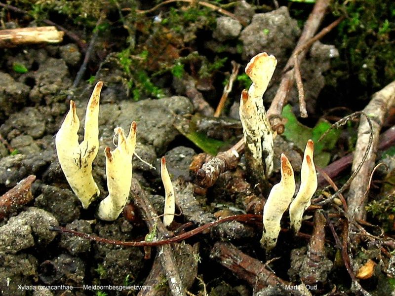 Xylaria oxyacanthae (door Martijn Oud)