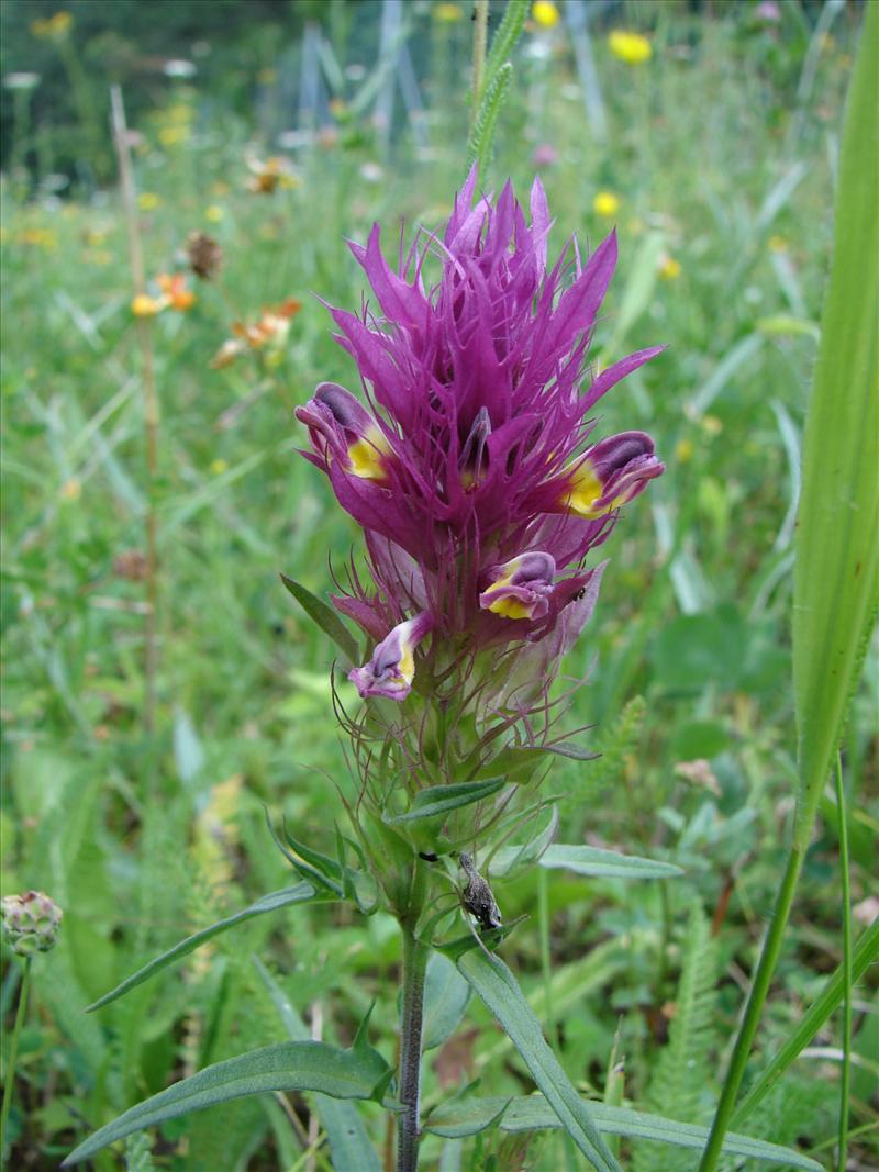 Melampyrum arvense (door Adrie van Heerden)